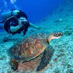 Scuba Diving