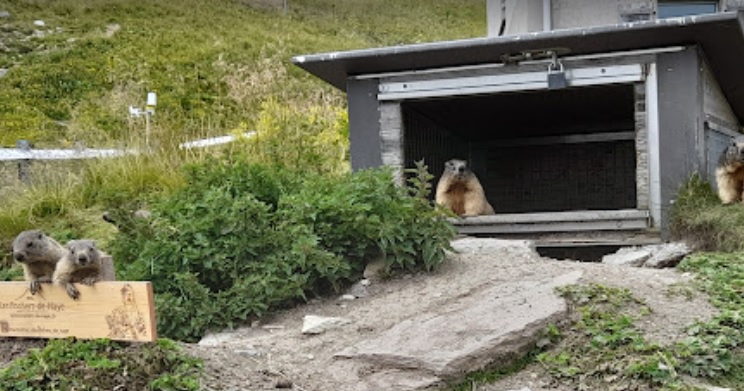 Mount Rochers de Naye Zoo