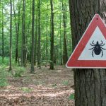 Understanding Lyme Disease: How to Stay Safe from Ticks