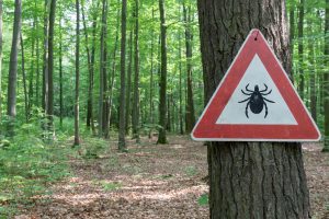 Understanding Lyme Disease: How to Stay Safe from Ticks