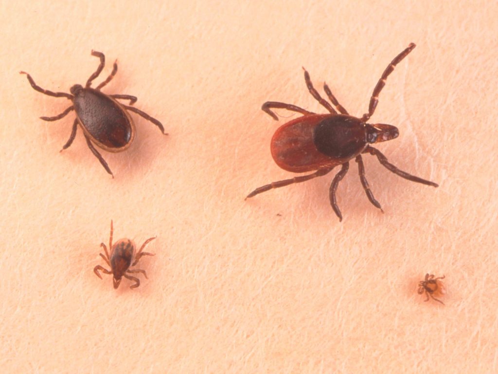Understanding Lyme Disease How to Stay Safe from Ticks