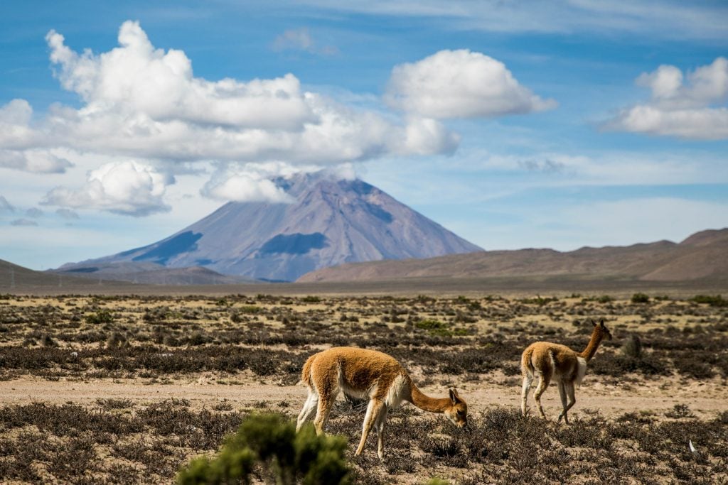 Mount Cerro Vicuña