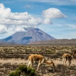 Mount Cerro Vicuña