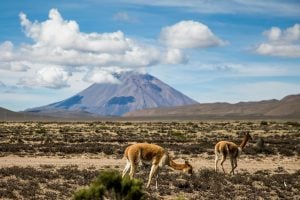 Mount Cerro Vicuña